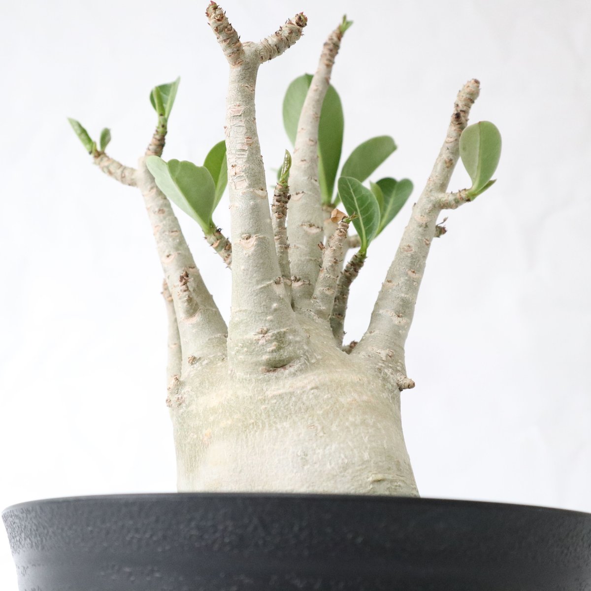 アデニウム ドワーフ | mana 