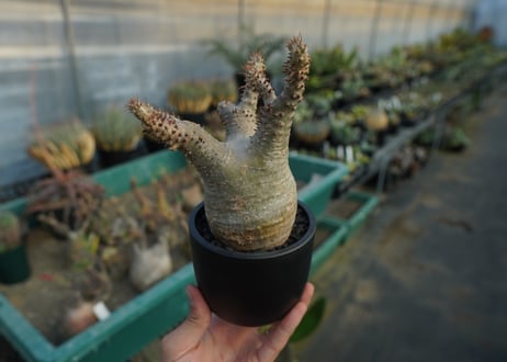 パキポディウム マカイエンセ　Pachypodium makayense　No.7