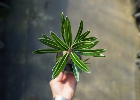 パキポディウム　カクチぺス　Pachypodium cactipes