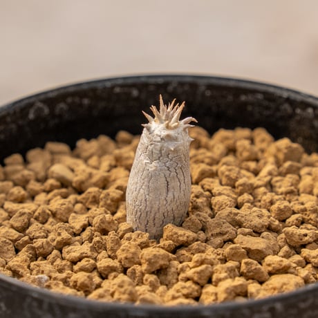 パキポディウムホロンベンセ | STORES