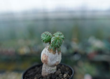 ユーフォルビア　オベサブロー　Euphorbia ObesaBlow No.3