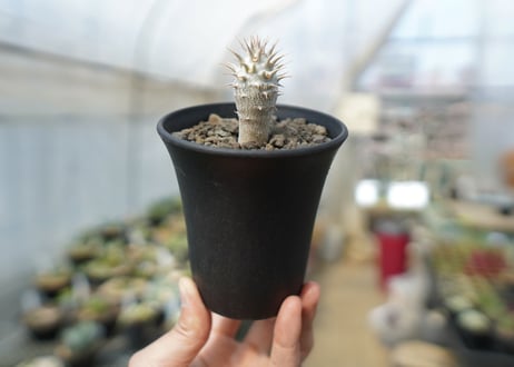パキポディウム　デンシフローラム Pachypodium densiflorum