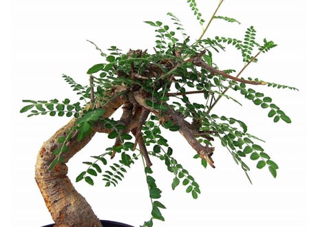 Boswellia neglecta ボスウェリア　ネグレクタ