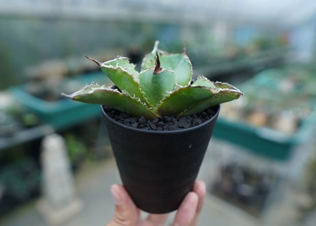 アガベ　チタノタ　白鯨　Agave titanota White whale　No.3