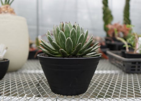 agave formosa '雪嶺'