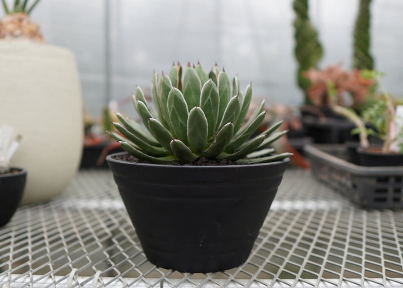 agave formosa '雪嶺' | mana's farm:塊根植物・アガベ・ドライガー