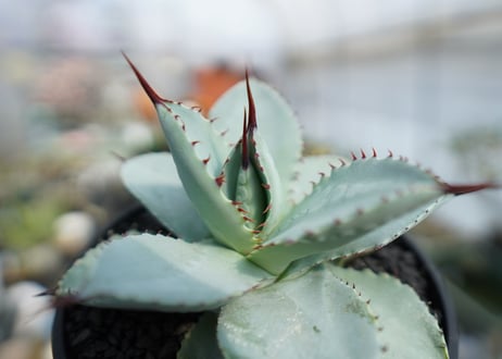 アガベ　ドラゴントゥース　Agave Dagontoes　No.2