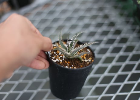 dyckia fighting tiger