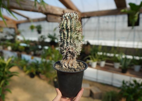 ユーフォルビア　ゼブラ ホリダ