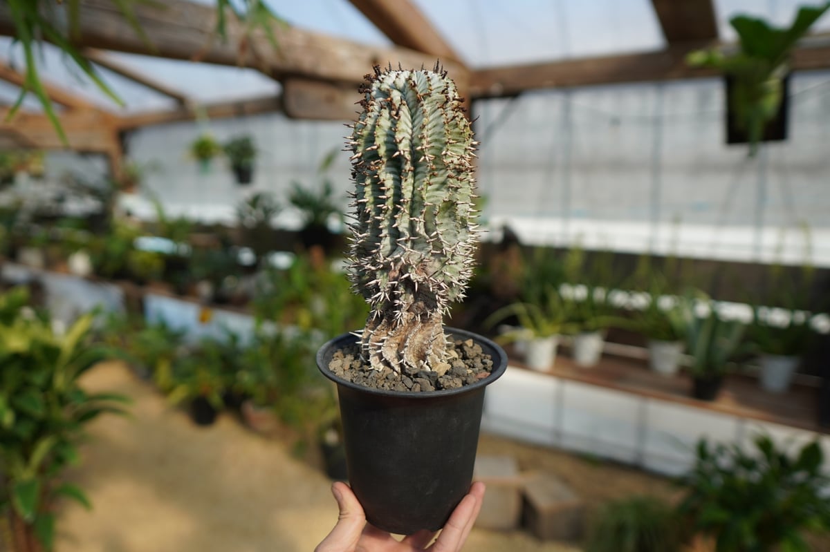 塊根】ユーフォルビア 宇田ゼブラホリダ (Euphorbia Horrida 塊根】ユーフォルビア 宇田ゼブラホリダ (Euphorbia Horrida