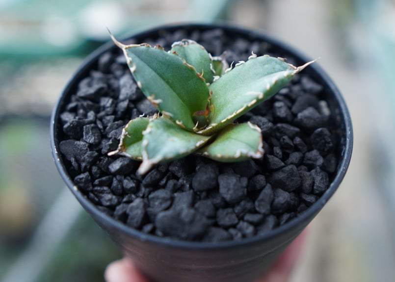 AGAVE TITANOTA FO-76 実生株 AGAVE TITANOTA FO-76 実生株 アガベ チタノタ FO-76 Agave titanota