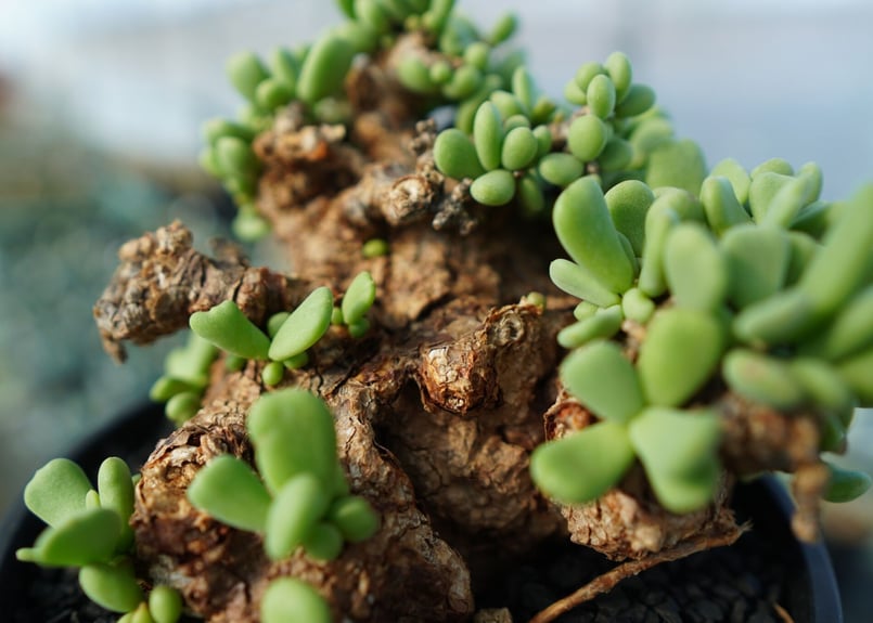 ケラリア ピグマエア Ceraria pygmaea | mana's farm:塊根植物・ア