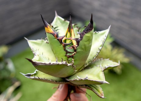 Agave Black flame 黒火焰 C