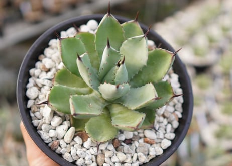 Agave Potatorum×Macroacantha　”八荒雷神”　No.3