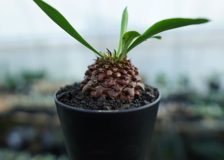 ユーフォルビア　鉄甲丸　Euphorbia bupleurifolia