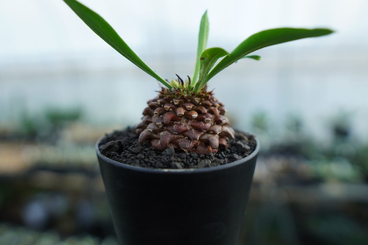 A052 ユーホルビア鉄甲丸Euphorbia bupleurifolia 2株 1点もの】Euphorbia bupleurifolia 鉄甲丸 | ¨MONKEY T