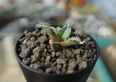 カキコアガベ　チタノタ　FO-76　agave titanota  FO-76　No.4