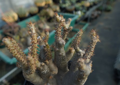 パキポディウム マカイエンセ　Pachypodium makayense　No.3