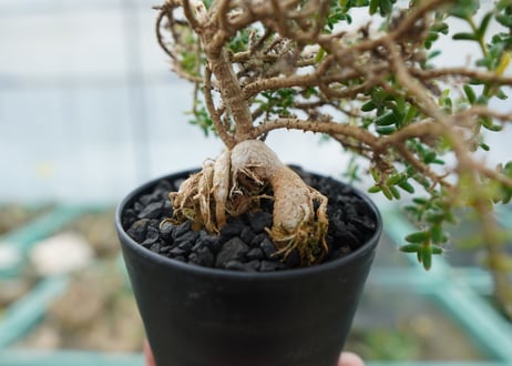 姫紅小松　Trichodiadema bulbosum  No.2