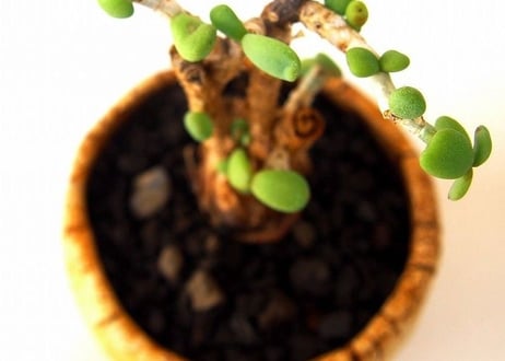 Ceraria pygmaea ケラリア・ピグマエア  №２