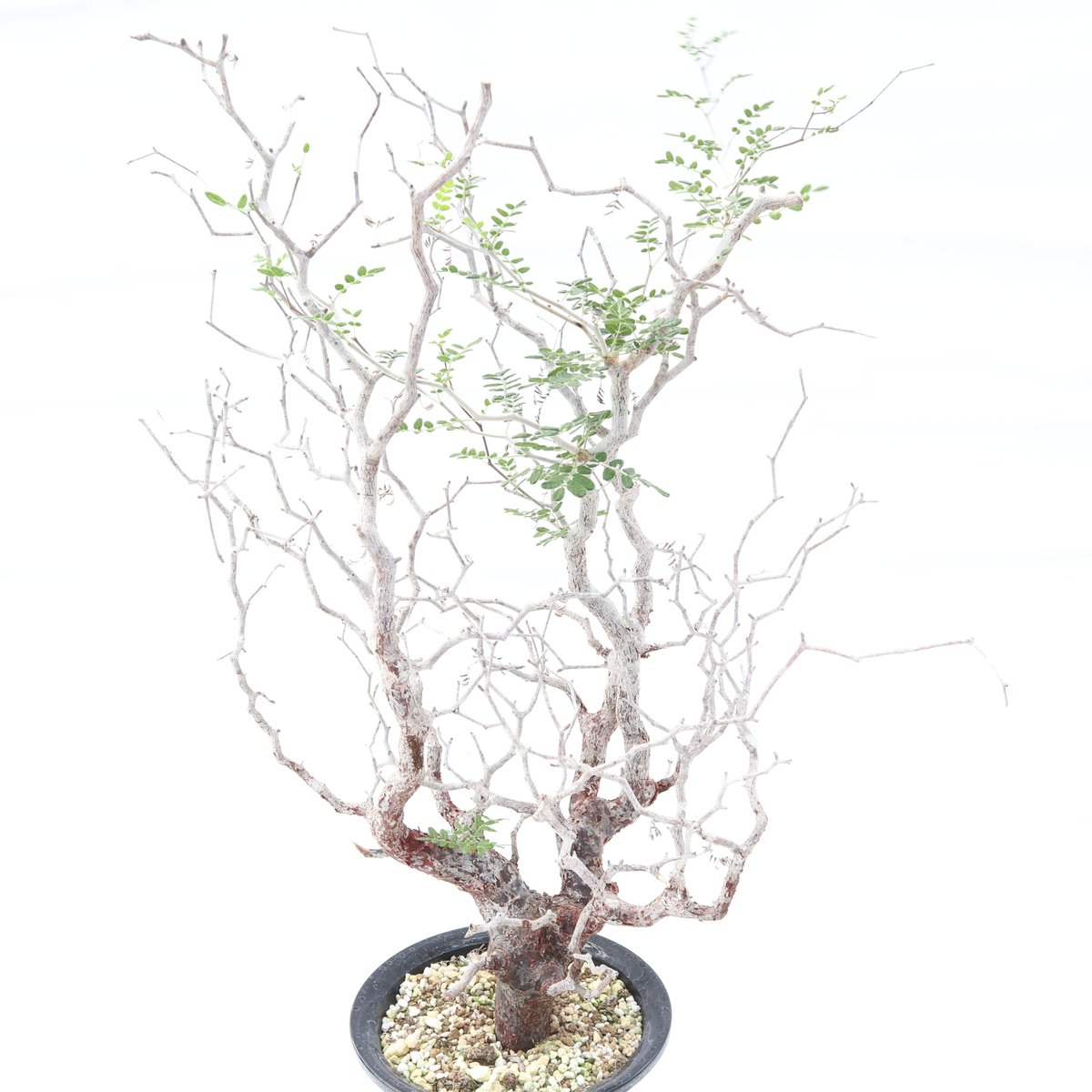 特大 コミフォラ・モンストローサ コーデックス 塊根植物