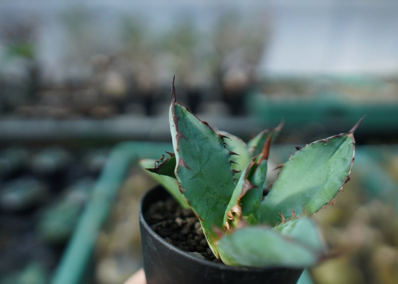 アガベ チタノタ ブラックアンドブルー 2頭 Agave titanota black a アガベ チタノタ ブラックアンドブルー 2頭 Agave titanota black a