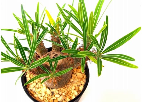 Pachypodium rosulatum   パキポディウム　グラキリス　実生