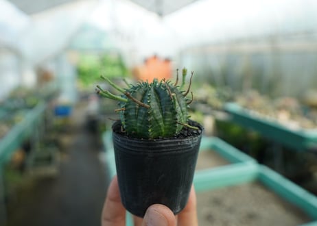 ユーフォルビア　スーパーバリダ　Euphorbia super valida  No.6