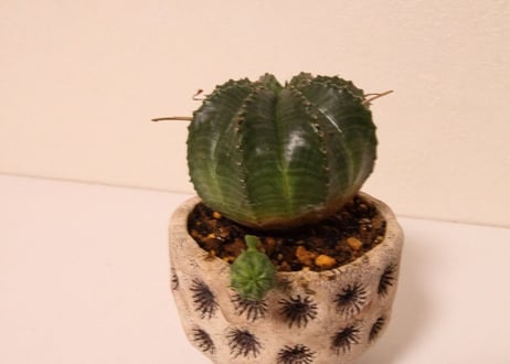 ユーフォルビア　バリダ　Euphorbia valida