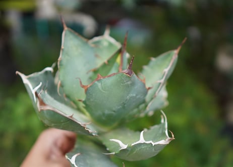 Agave titanota 白鯨 D NO.2