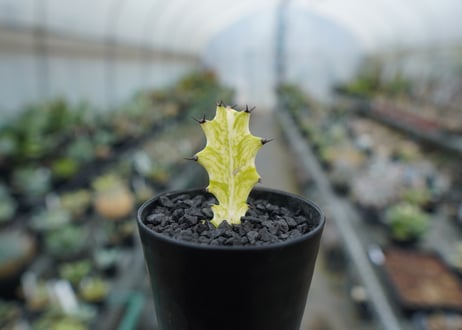 ユーフォルビア　イエローゴースト　Euphorbia lactea Yellow Ghost