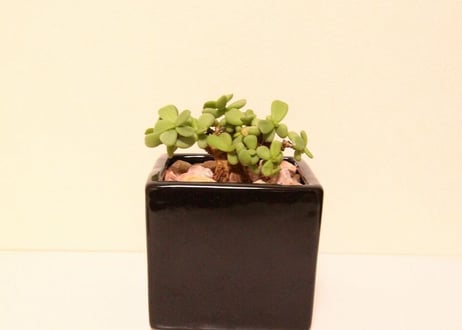 ケラリア　ピグマエア　ceraria pygmaea