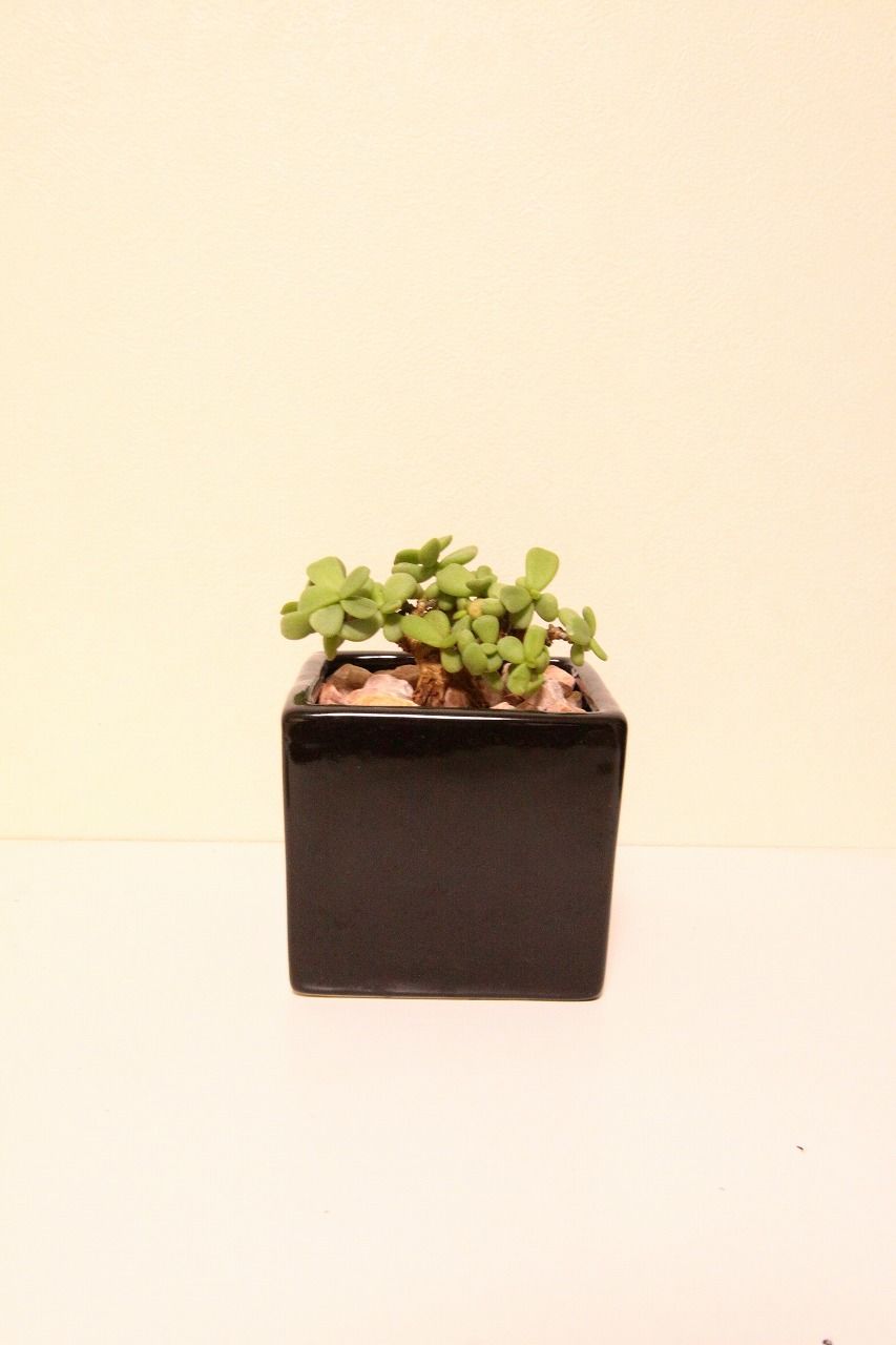 ケラリア ピグマエア ceraria pygmaea | mana's farm:塊根植物・ア