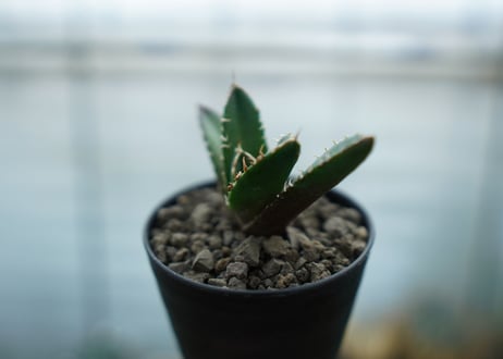 アガベ　チタノタ　鬼爪雪峰  Agave titanota “Onitsume Yukimine"　No.3