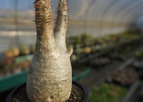 パキポディウム　グラキリス　 Pachypodium Gracilius  No.5