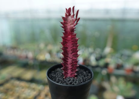 ユーフォルビア　トリゴナ　Euphorbia trigona