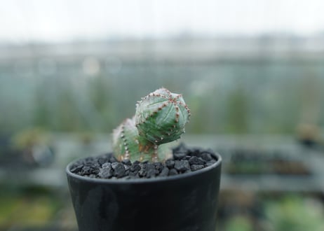 ユーフォルビア　オベサブロー　Euphorbia ObesaBlow  No.2