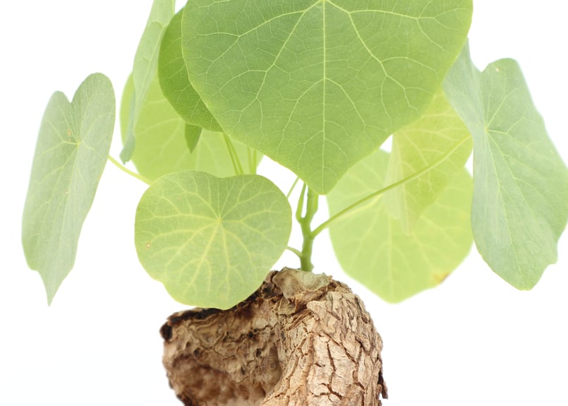 Stephania venosa 250511 輸入株発根済 Stephania venosa 250511