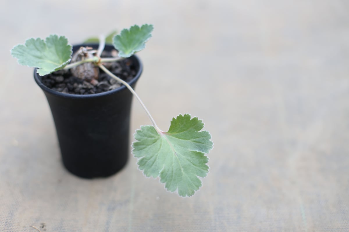 ペラルゴニウム ロバツム | mana's farm:塊根植物・アガベ・ドライ