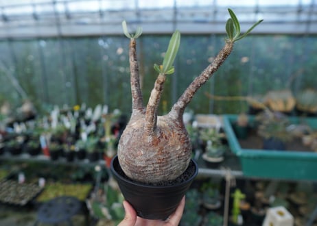 パキポディウム　グラキリス　 Pachypodium Gracilius  No.3