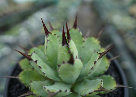 アガベ　マクロアカンサ×ポタトラム　 Agave macroacantha×potatorum　No.6