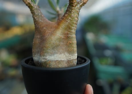 パキポディウム　グラキリス　 Pachypodium Gracilius  No.5