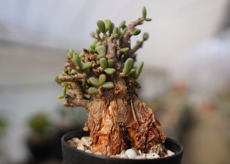 Ceraria pygmaea ケラリア ピグマエア　C NO.2