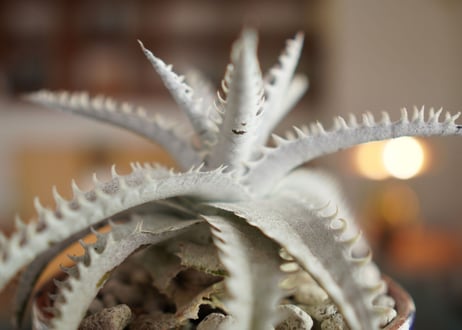 ディッキア　ハイブリット　Dyckia Hyb.