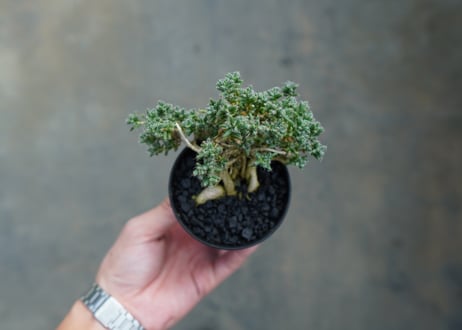 トリコディアデマ ステラツム　Trichodiadema stellatum