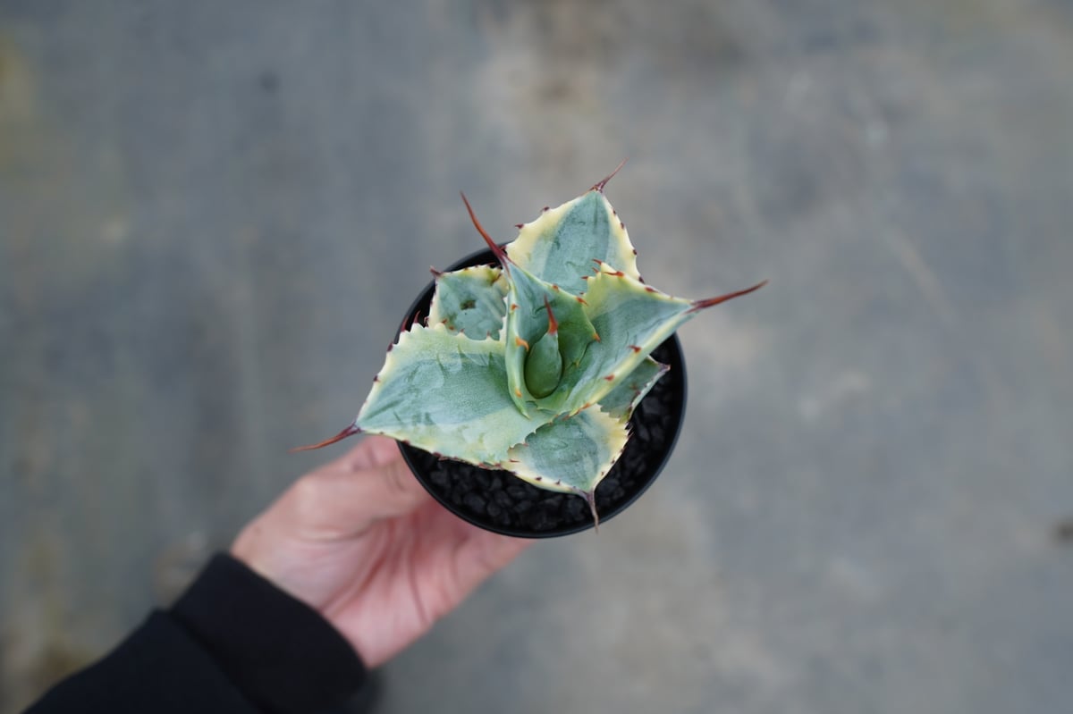 抜き苗】アガベ 怒雷神錦 Agave potatorum verschaffeltii | 抜き苗】アガベ 怒雷神錦 Agave potatorum verschaffeltii |