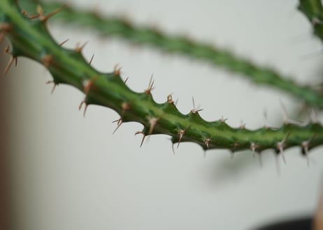 Euphorbia knuthii