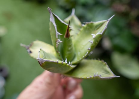 Agave Sowing seeds A NO.1