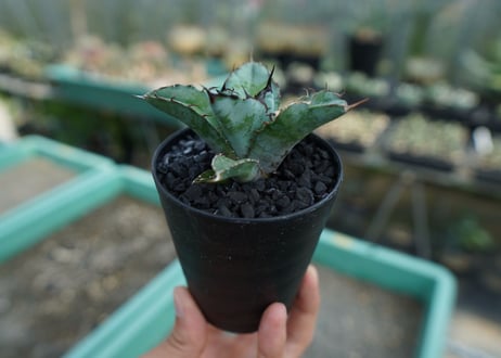 アガベ　チタノタ　 ブラックアンドブルー 　Agave titanota black and blue　No.5