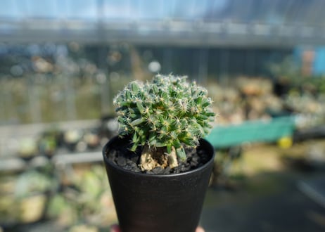 トリコディアデマ　デンサム　Trichodiadema densum  No.3
